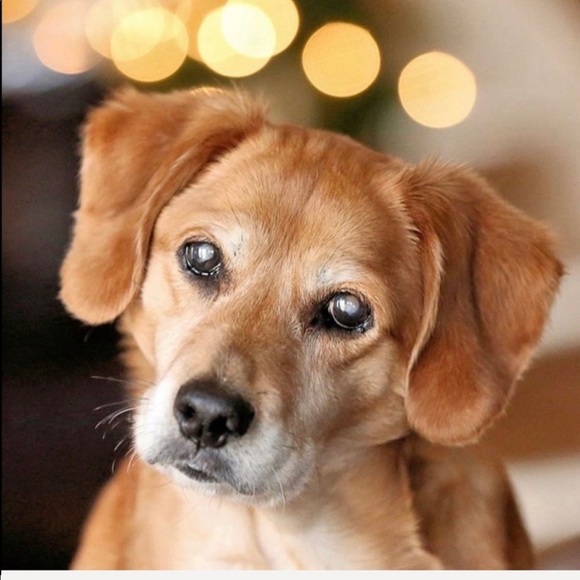 R.I.P. Junebug 😭 01/28/21 - Picture 8 of 16